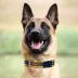 Pets First Minnesota Vikings Satin Collar image thumbnail 3