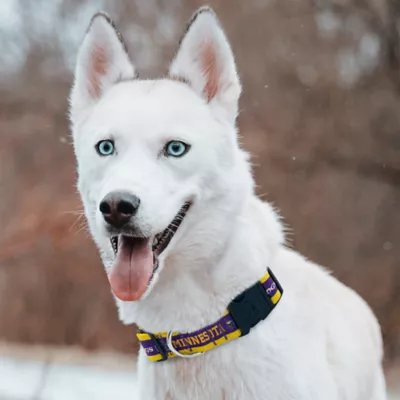 Pets First Minnesota Vikings Satin Collar - Image 4