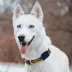Pets First Minnesota Vikings Satin Collar image thumbnail 4