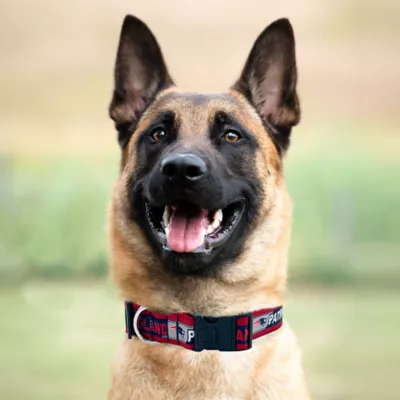 Pets First New England Patriots Satin Collar - Image 3