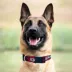 Pets First New England Patriots Satin Collar image thumbnail 3