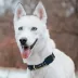 Pets First NFL New Orleans Saints Satin Dog Collar image thumbnail 4