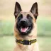 Pets First Pittsburgh Steelers Satin Collar image thumbnail 3