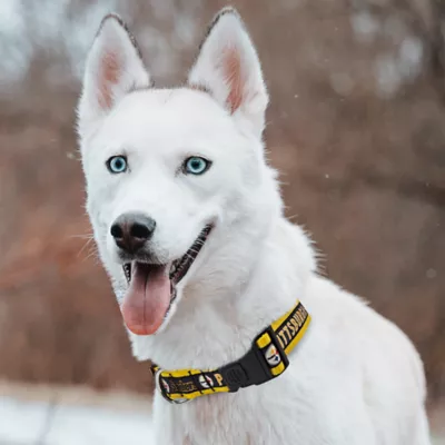 Pets First Pittsburgh Steelers Satin Collar - Image 4