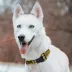 Pets First Pittsburgh Steelers Satin Collar image thumbnail 4
