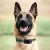 Pets First Seattle Seahawks Satin Collar image thumbnail 3