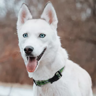 Pets First Seattle Seahawks Satin Collar - Image 4