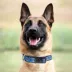 Pets First Tennessee Titans Satin Collar image thumbnail 3