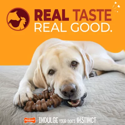 Nylabone® Meat Ring Dog Toy, Beef & Chicken - Image 2