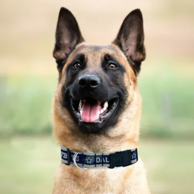 Pets First Dallas Cowboys Satin Collar - Image 3