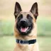 Pets First Dallas Cowboys Satin Collar image thumbnail 3