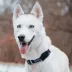 Pets First Dallas Cowboys Satin Collar image thumbnail 4