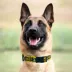 Pets First Green Bay Packers Satin Collar image thumbnail 3