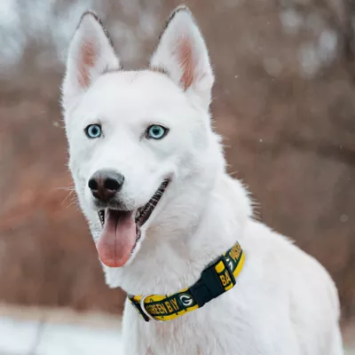Pets First Green Bay Packers Satin Collar - Image 4