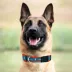 Pets First Miami Dolphins Satin Collar image thumbnail 3