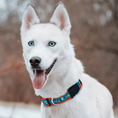 Pets First Miami Dolphins Satin Collar - Image 4