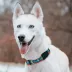 Pets First Miami Dolphins Satin Collar image thumbnail 4