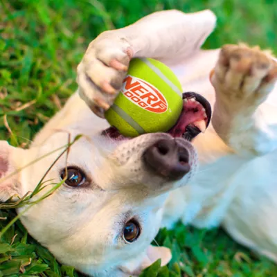 Nerf Tennis Balls Dog Toy 4-Pack - Image 2