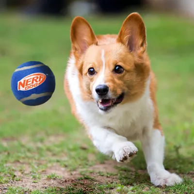 Nerf Tennis Balls Dog Toy 4-Pack - Image 4