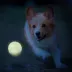Nerf Small Ball Dog Toy 3-Pack image thumbnail 2