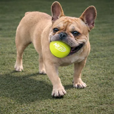 Nerf Rubber Ball Dog Toy - Image 2
