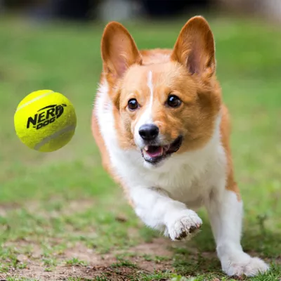 Nerf Dog Launcher Dog Toy - Image 4