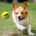 Nerf Dog Launcher Dog Toy image thumbnail 4