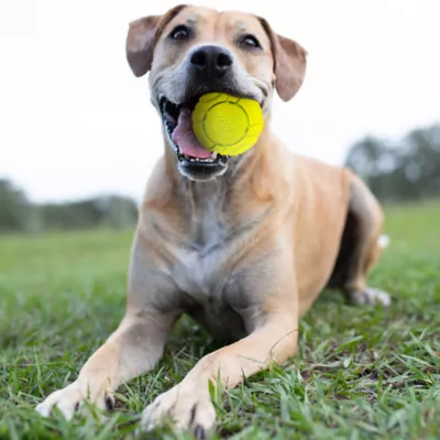 Nerf Indoor Ball Dog Toy 2-Pack - Image 2
