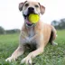 Nerf Indoor Ball Dog Toy 2-Pack image thumbnail 2