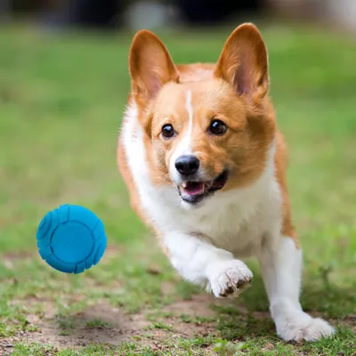 Nerf Indoor Ball Dog Toy 2-Pack - Image 4