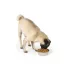 Top Paw® Bone Embossed Stainless Steel Dog Bowl 12oz, 64oz image thumbnail 6