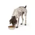 Top Paw® Bone Embossed Stainless Steel Dog Bowl 12oz, 64oz image thumbnail 6
