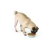 Top Paw® Green Embossed Stainless Steel Dog Bowl 12oz, 27oz, 64oz image thumbnail 6