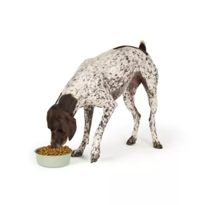Top Paw® Green Embossed Stainless Steel Dog Bowl 12oz, 27oz, 64oz - Image 6