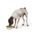 Top Paw® Green Embossed Stainless Steel Dog Bowl 12oz, 27oz, 64oz image thumbnail 6