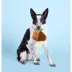 BARK Fowl Play Dog Toy image thumbnail 7