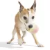 BARK I Squeak Cone Dog Toy image thumbnail 7