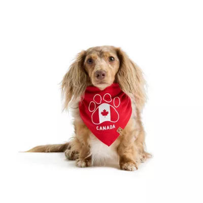 HOTEL DOGGY Flag & Paw Dog Bandana - Image 1