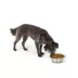 Top Paw® Non Slip Basic Stainless Steel Dog Bowl 12oz, 27oz, 52oz, 88oz, 136oz image thumbnail 6
