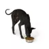 Top Paw® Non Slip Basic Stainless Steel Dog Bowl 12oz, 27oz, 52oz, 88oz, 136oz image thumbnail 6