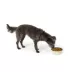 Top Paw® Dog & Bone Novelty Stainless Steel Dog Bowl 12oz, 27oz image thumbnail 6