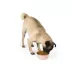 Top Paw® Pink Dog Novelty Stainless Steel Dog Bowl 12oz, 27 oz image thumbnail 6
