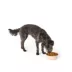 Top Paw® Pink Dog Novelty Stainless Steel Dog Bowl 12oz, 27 oz image thumbnail 6
