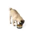 Top Paw® Stainless Steel Black Rubber Dog Bowl 12oz, 27oz image thumbnail 6