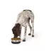 Top Paw® Stainless Steel Black Rubber Dog Bowl image thumbnail 6