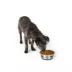 Top Paw® Stainless Steel Bone Print Dog Bowl 12oz, 27oz image thumbnail 6
