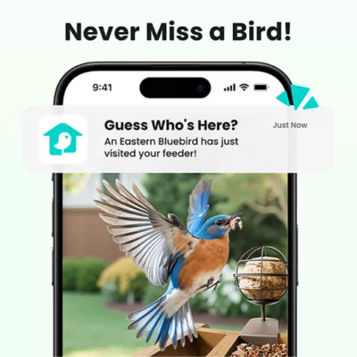 Product Birdfy Smart Feeder Cedar
