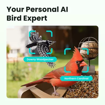 Product Birdfy Smart Feeder Cedar