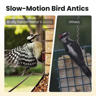 Product Birdfy Smart Metal Bird Feeder