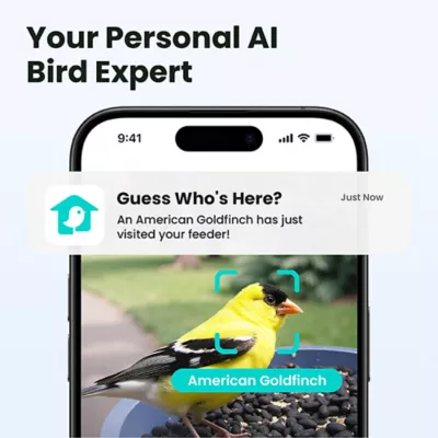 Product Birdfy Smart Bird Feeder Rookie